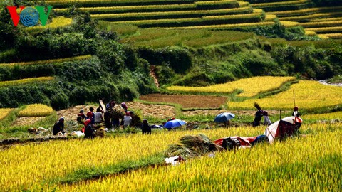 Agricultural customs of the Mong  - ảnh 2